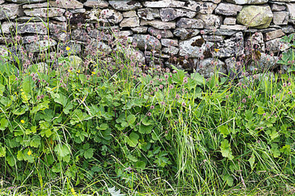 乡村路边的全景，各种野草和绿色植物围绕着干石墙坎布里亚