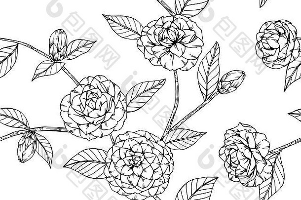 无缝卡梅利亚花卉图案背景。黑白画线艺术插图。