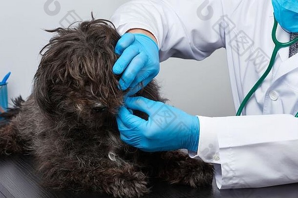 兽医男人。白色医疗外套蓝色的无菌手套坐在表格进行医疗检查黑色的毛茸茸的狗兽医workpla