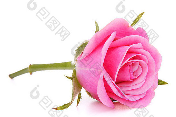 粉红色的玫瑰花头孤立的白色背景断路