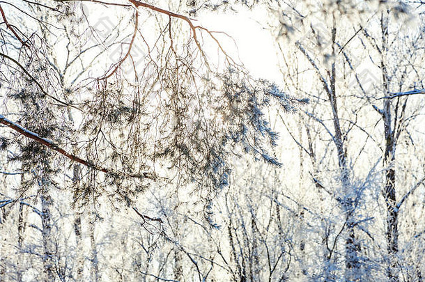冷淡的树雪森林冷天气阳光明媚的早....宁静的冬天自然阳光鼓舞人心的自然冬天花园公园和平很酷的生态自然景观背景