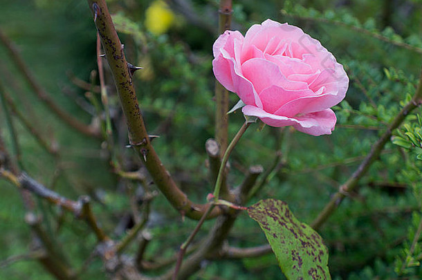 蔷薇树枝上有叶子的粉红色玫瑰