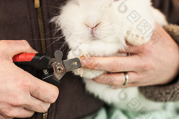 修剪兔子指甲作为日常健康检查的一部分