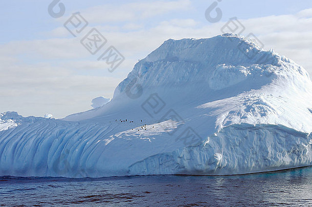 位于南奥克尼群岛附近的南大洋冰山上的颏带企鹅（<strong>南极</strong>洲侏儒企鹅）。