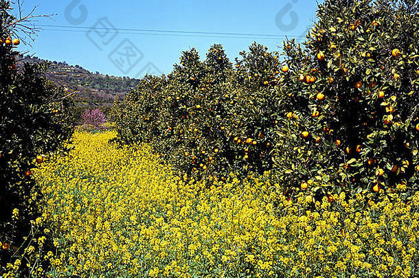塞浦路斯阿卡马斯半岛，被春花环绕的橙色小树林。