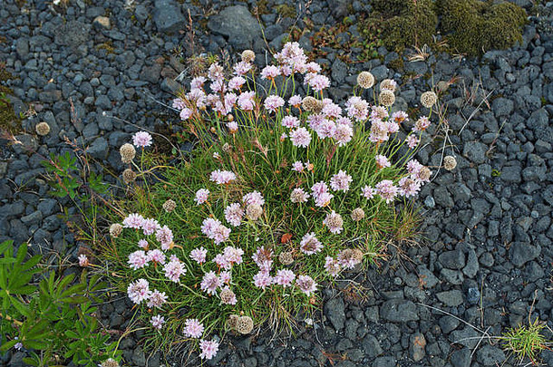 冰岛：生长在覆盖着绿色苔藓的熔岩地上的粉红色花朵
