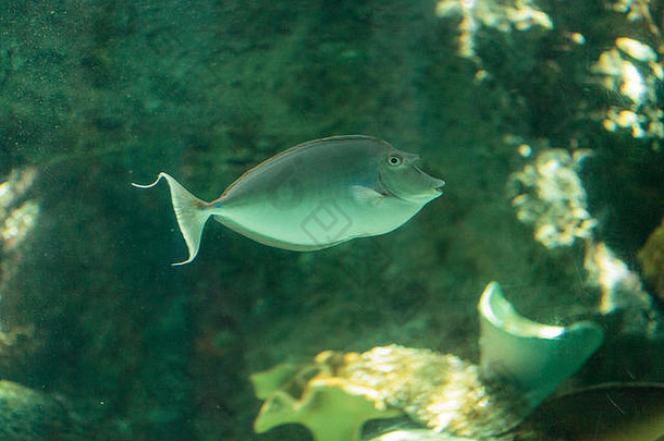 蓝松独角兽鱼Naso独角兽在热带海洋栖息地的珊瑚礁上被发现。