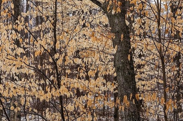 美国山毛榉水青冈属grandifolia树形式下层植被winter-clinging叶子中央密歇根美国
