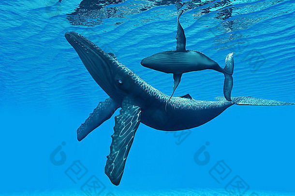 一头座头鲸幼崽在优美的海洋舞蹈中绕着它的母亲游来游去。