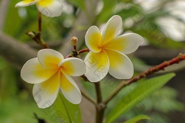 鸡蛋花属，俗名Frangipani，是开花植物的一个属