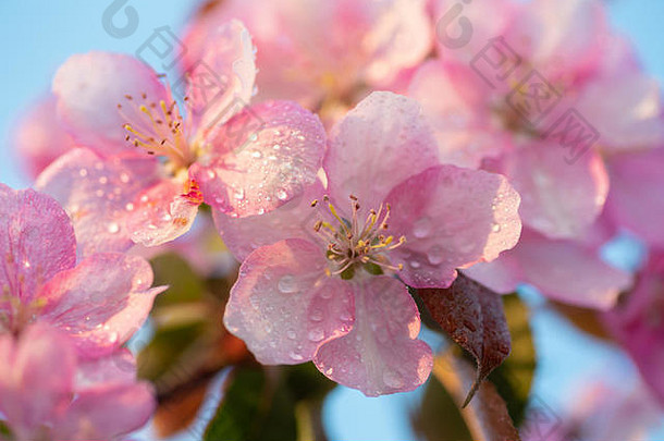 日本樱花、樱花、花朵小枝（花瓣上有水滴）自然背景。美丽春天娇嫩柔焦点有限公司