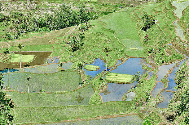 菲律宾巴瑙岛和巴塔德英夫戈吕宋岛之间的稻田梯田