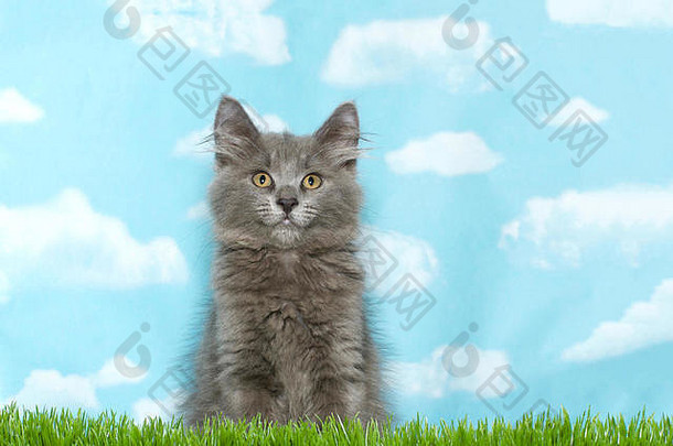 毛茸茸的灰色小猫坐在高高的草地上，直直地看着观众，蓝色的天空背景是云。拷贝空间