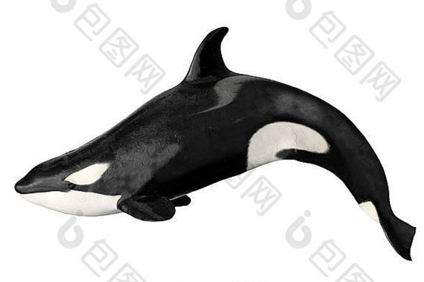 杀手鲸鱼orcinus虎鲸孤立的白色背景