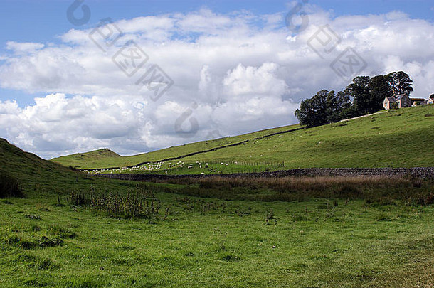 景观羊放牧英语农村家舷诺森伯兰郡夏天