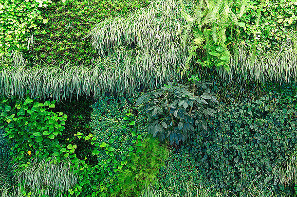 活墙背景，显示覆盖整面墙的植物繁茂生长