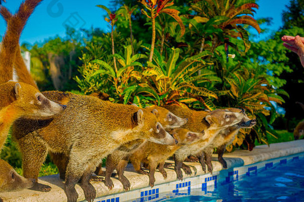 在墨西哥加勒比海卡<strong>门</strong>海滩的一家酒店内，一个准备喝水的游泳池边界上的小<strong>型</strong>哺乳动物家庭的户外视<strong>图</strong>
