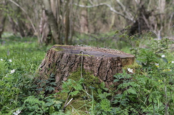 英国伯恩伍兹林茨森林中的树桩，有林地花卉