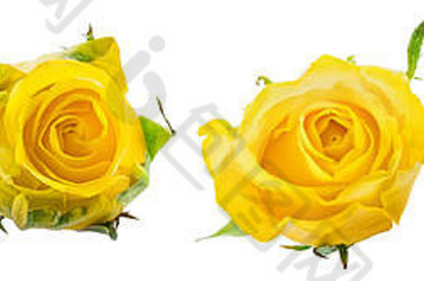 黄色的玫瑰孤立的白色背景