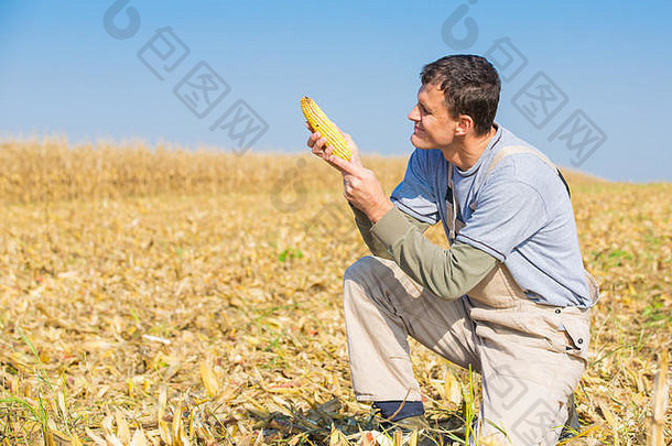 农民在收获季节在田间检查玉米棒子
