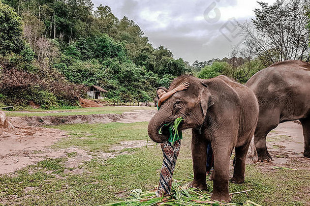 泰国清迈帕塔拉大象农场，一名女孩与大象玩耍