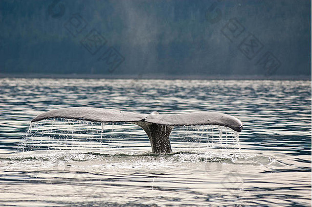 阿拉斯加朱诺的观鲸冒险，海洋生物，座头鲸尾巴