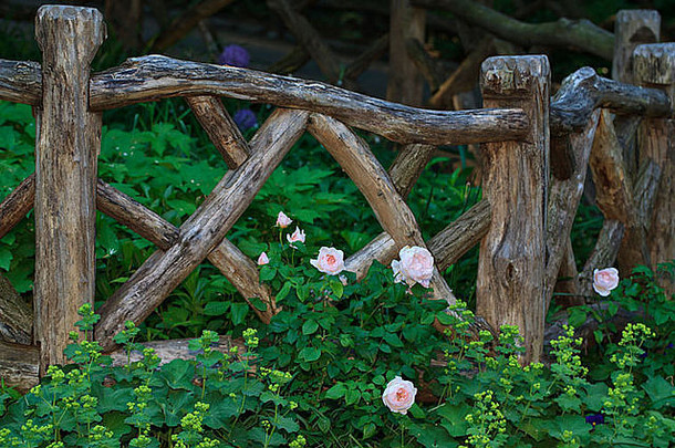中央公园莎士比亚的花园春天雨玫瑰布鲁姆