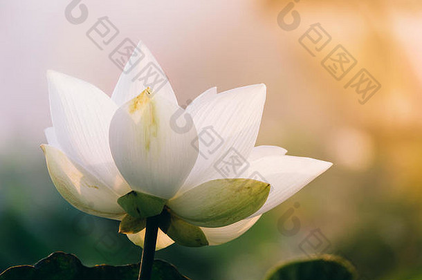 白莲花。皇室高品质免费库存阳光下的白色莲花图片