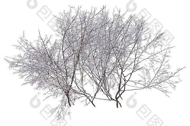 雪上的冬树隔离白色3D插图