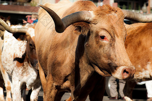 在全国西部股票展游行上向长角牛征税。科罗拉多州丹佛市。