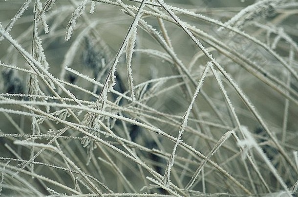 冬季冻草与地面霜冻
