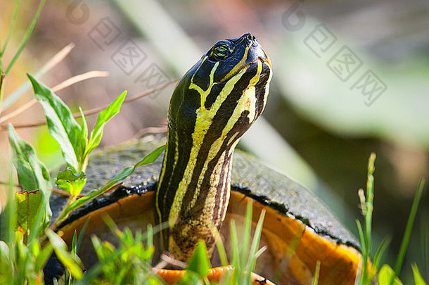 一只佛罗里达红腹龟的特写镜头（Pseudemys Nelsoni），美国佛罗里达州布雷瓦尔德县泰特斯维尔梅里特岛