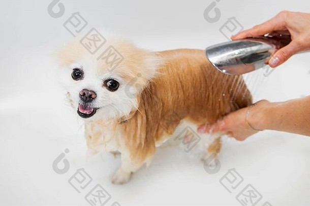 专业美容师洗头发狗洗发水白色浴微笑波美拉尼亚的斯帕斯