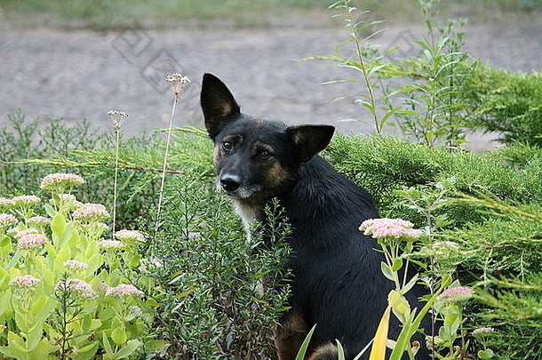 大黑狗在草坪上的鲜花中休息
