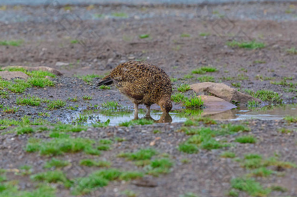 2018年极端热浪期间，红松鸡在英国松鸡沼地的路边水坑饮水。拉戈普斯。水平的