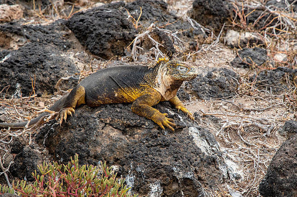 流行加拉帕戈斯群岛土地鬣蜥conolophussubcristatus