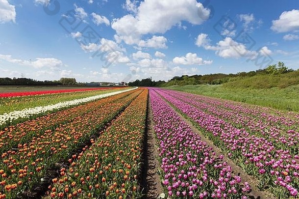 荷兰郁金香种植园的春天，荷兰传统的乡村景观。