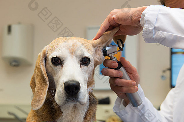 兽医检查耳朵