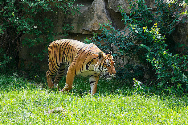 美丽强壮的条纹老虎在大自然中行走。