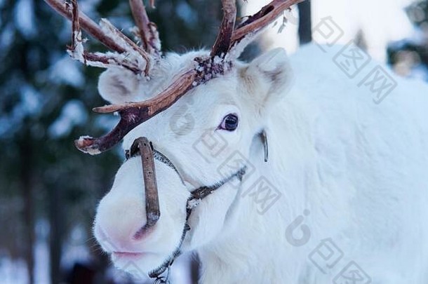 白色驯鹿利用冬天农场拉普兰