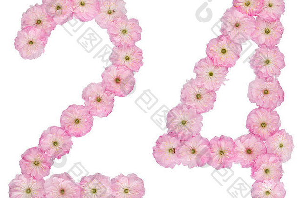 数字24，24，取自杏树的天然粉色花朵，在白色背景上分离