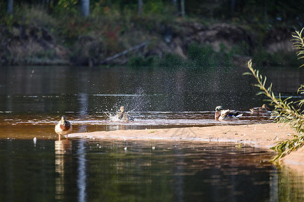 阳光明媚的夏日里成群的鸭子。在池塘里近距离游泳