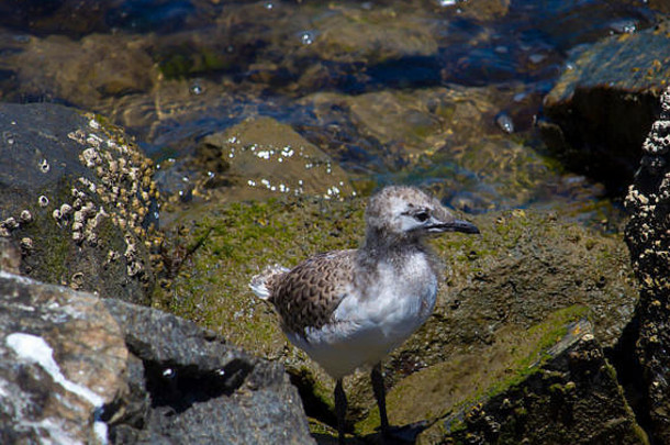 美丽的海鸥海鸟家庭鸥科sub-order快跑年轻的棕色（的）斑点新孵出小鸡站玄武岩岩石冷一天