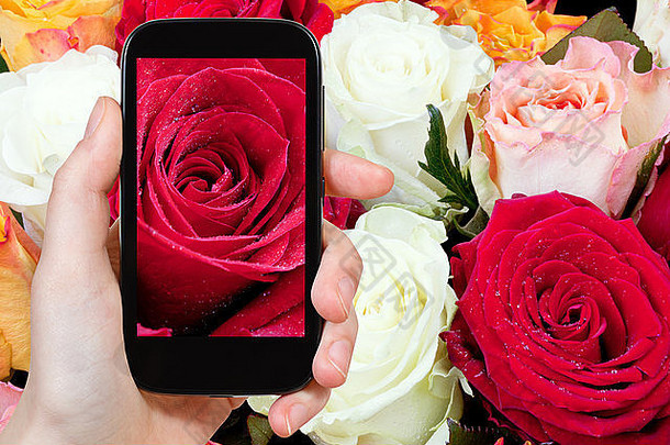 摄影花卉概念-游客在智能手机上拍摄新鲜湿润的红玫瑰特写镜头，