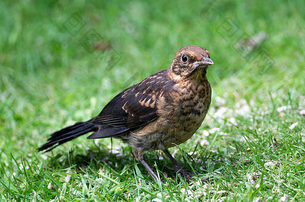 年轻的羽翼未丰黑鸟喂养草坪上<strong>花</strong>园的俱乐部柴郡英格兰曼联王国