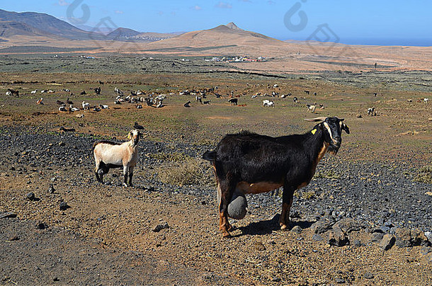 在加那利岛上自由游荡的山羊。
