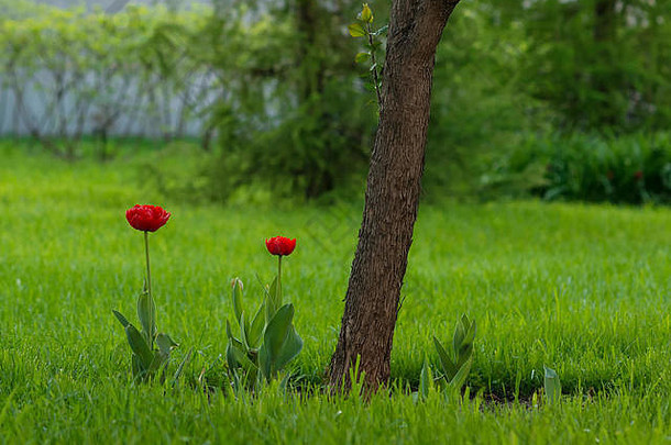 花园里生长的红色郁金香