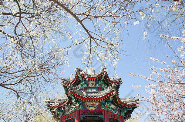 八角形中国馆彩色屋顶的低角度视图，四周是樱花盛开的树木。