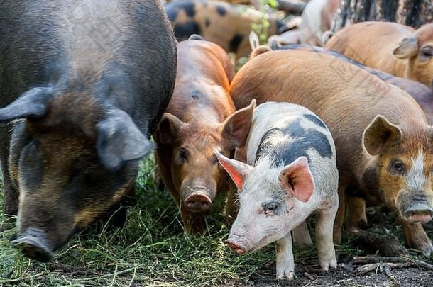 在牧场上生产、饲养和完成的猪。