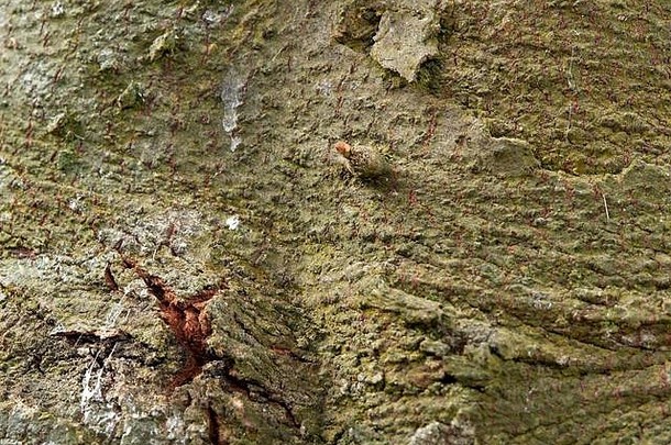 月桂树树皮特写显示多年的增长和损害。绿色、橄榄色和棕色树皮，表面有<strong>小芽</strong>。